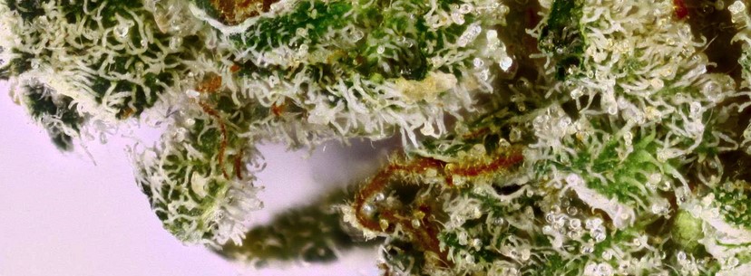 Banana Kush Effects