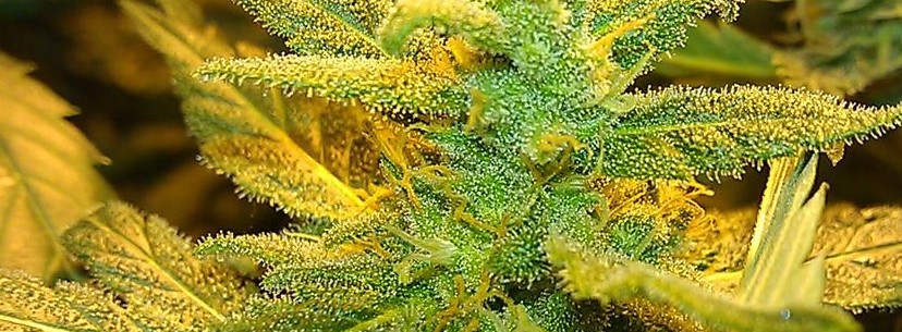 Banana Kush Growing