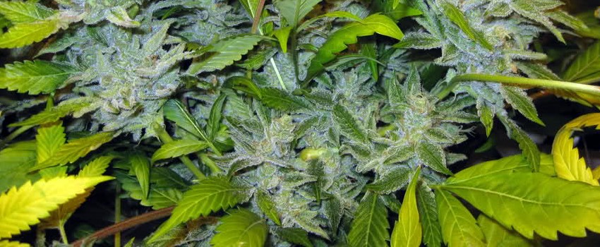 Banana OG Growing