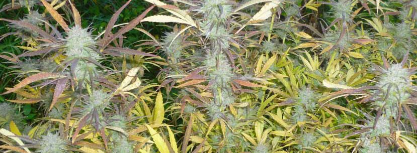 Berry white Growing