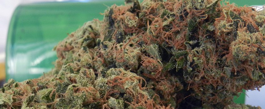 Blueberry Headband Effects
