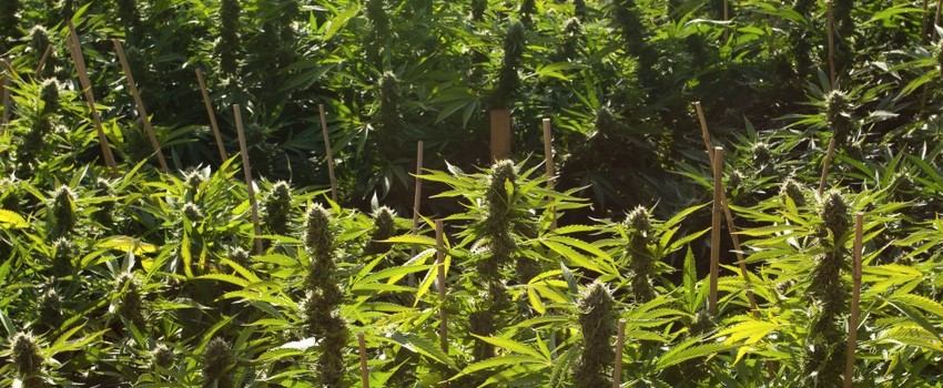 Blueberry Headband Growing