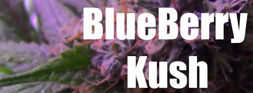 Blueberry Kush Adverse Reaction