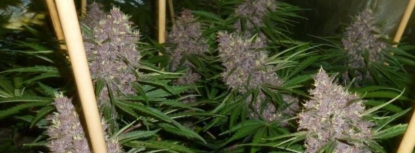 Blueberry Kush Growing
