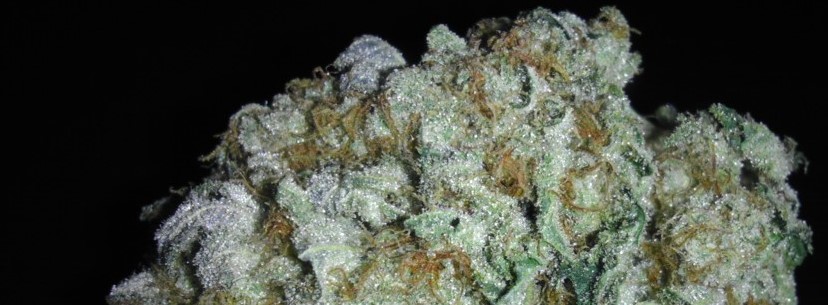 The Incredible Hulk Of A Strain Indeed