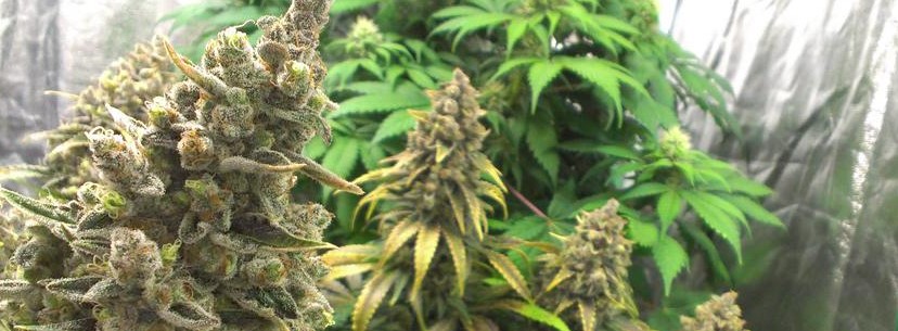 Bruce Banner Growing
