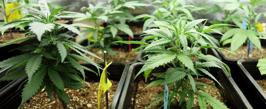 Cannatonic Growing