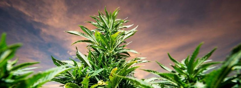 Farming Strain