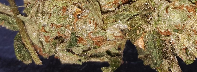 Fire OG, Adverse Reaction