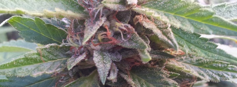 Fire OG Growing
