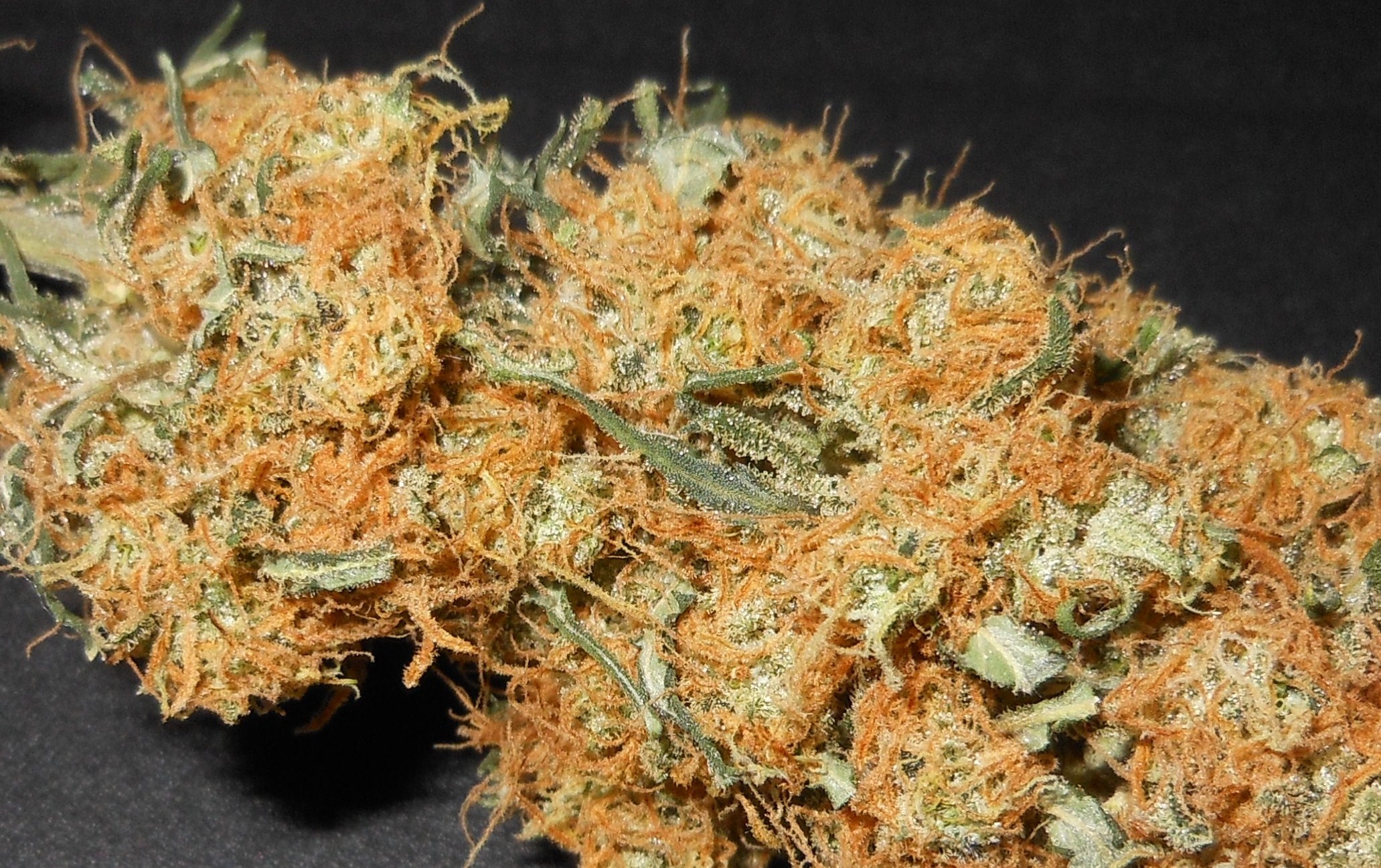G13 Effects