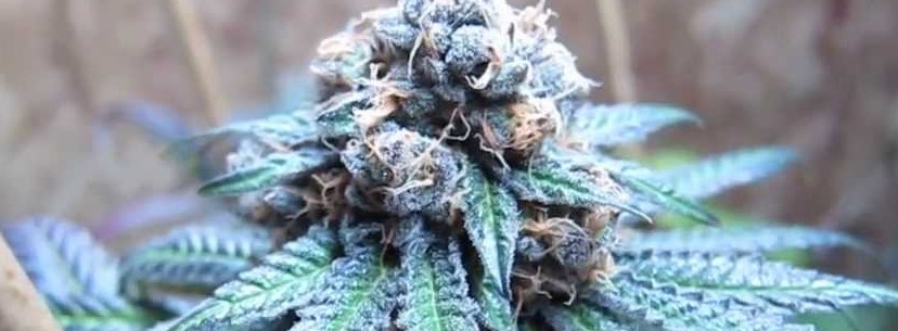Gods Gift Growing
