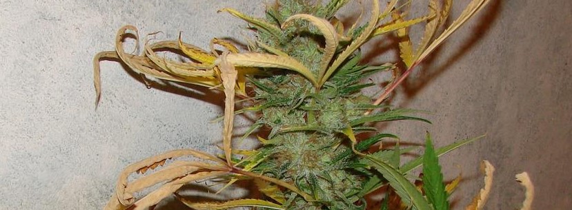 The Growing Strain Of Golden Goat