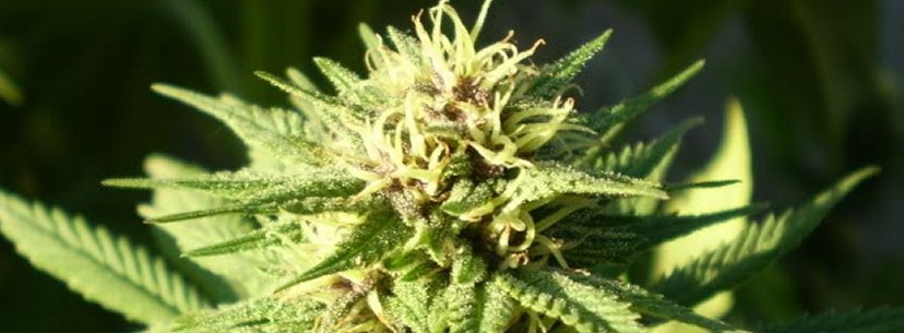 Hindu Kush Growing