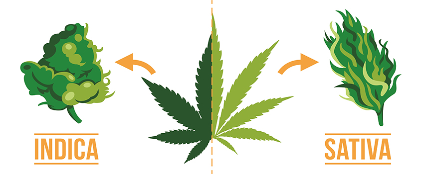 Indica & Sativa