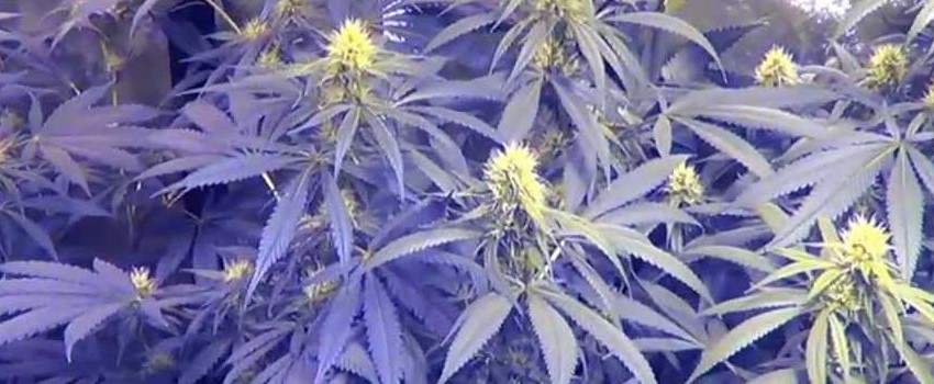 Jesus OG Growing