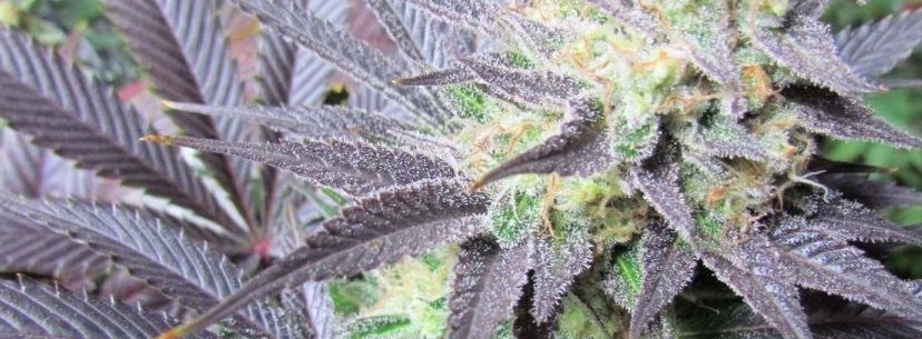 Jillybean Growing