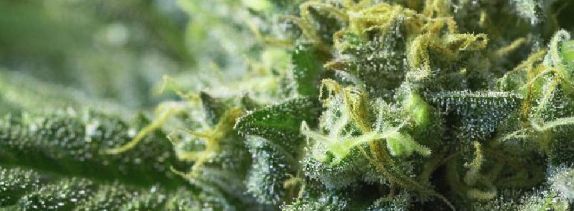 La Confidential