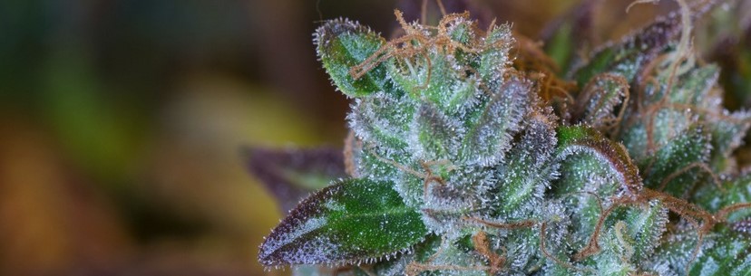 Lemon Kush