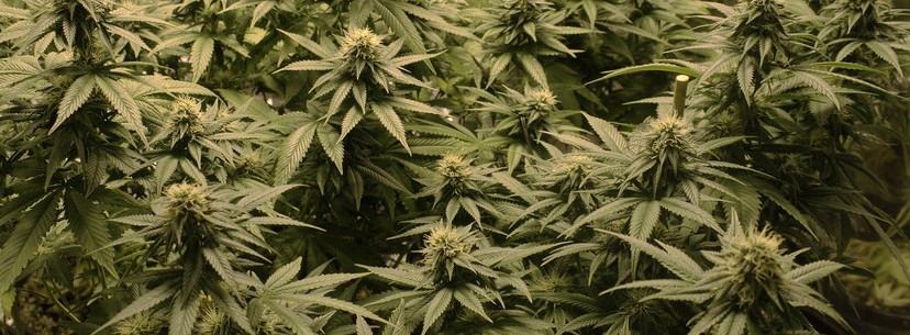 Lemon Kush Growing