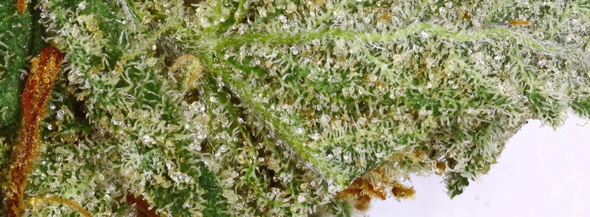 Lemon Skunk Adverse Reaction