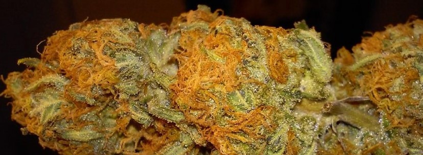 Lemon Skunk Effects