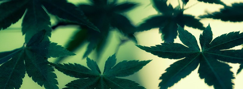 Marijuana Legalization
