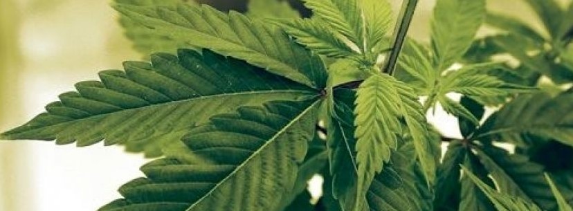 Marijuana Trend Farming