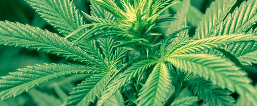 Marijuana