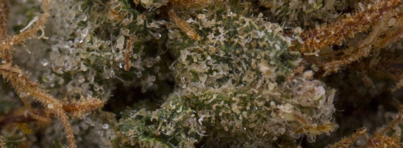 Maui Wowie