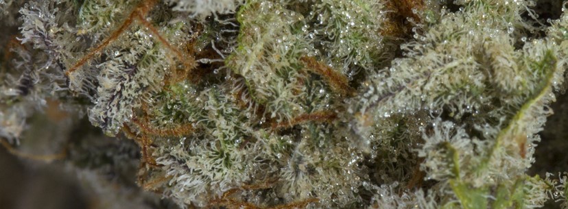 Maui Wowie