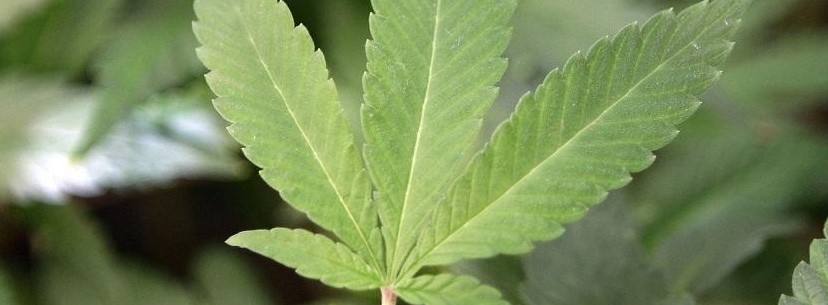 Medical Marijuana