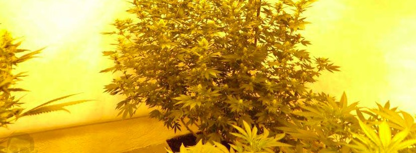 NYC Diesel Growing