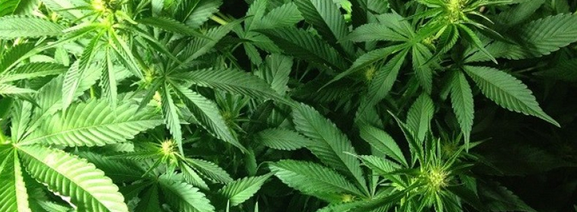 Cannabis plants getting flowers