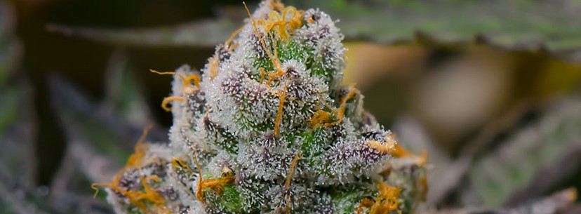Platinum Girl Growing