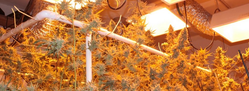 Platinum Girl Scout Cookies