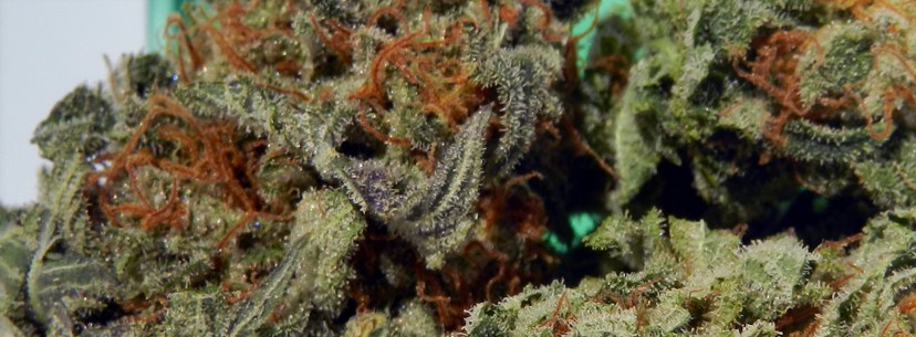 Purple Diesel