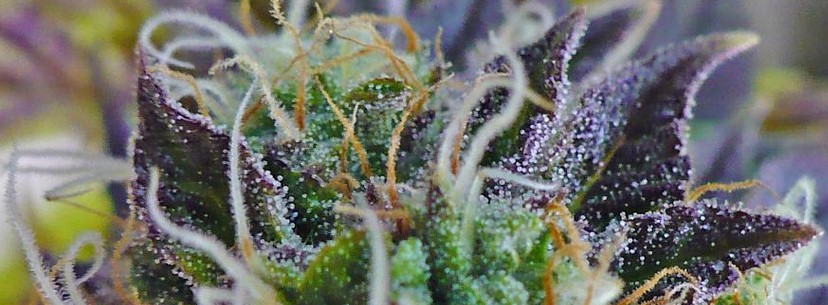 Purple Haze Effects