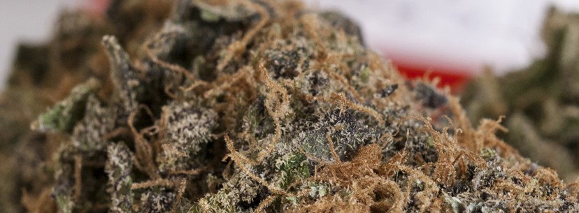 Purple Urkle