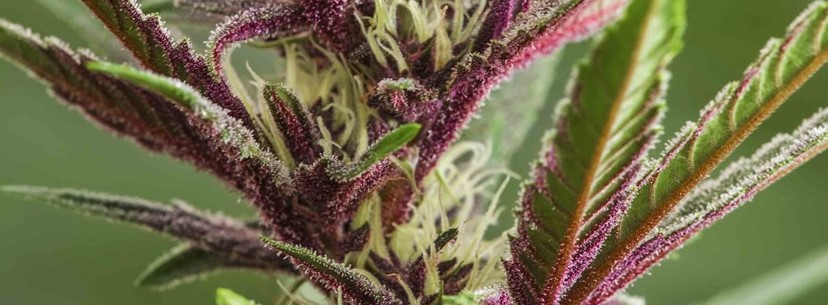The Purple Urkle Growing