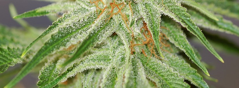 Red Dragon Growing