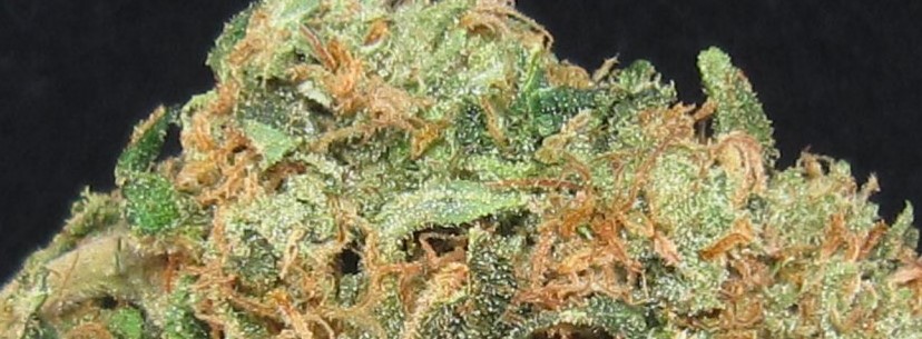 Tahoe OG Kush