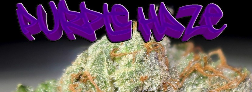 The Adveres Reaction Of Purple Haze
