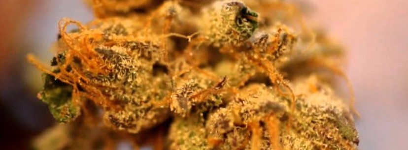 The Adverse Reaction Of Bruce Banner