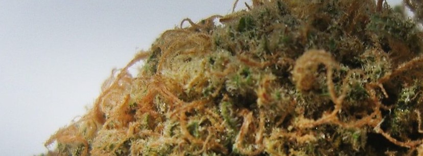 The Adverse Reaction Of Hindu Kush