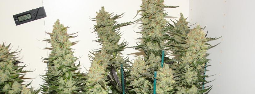 The Cinderella 99 Growing