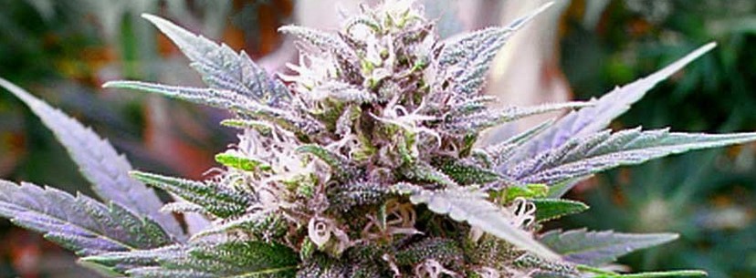 The Growing G13