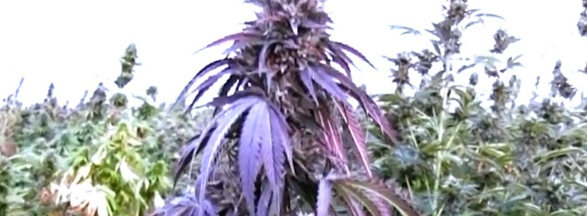 The Growing Of Purple Haze