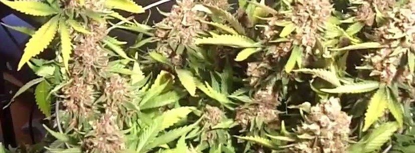 The Growing Of King Kush