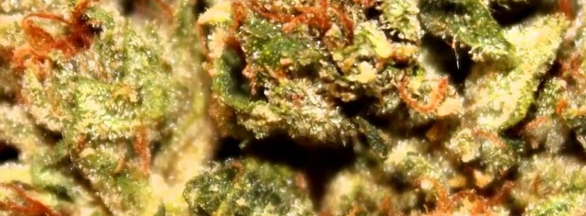 The Most Power Strain In The World